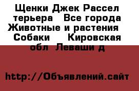 Щенки Джек Рассел терьера - Все города Животные и растения » Собаки   . Кировская обл.,Леваши д.